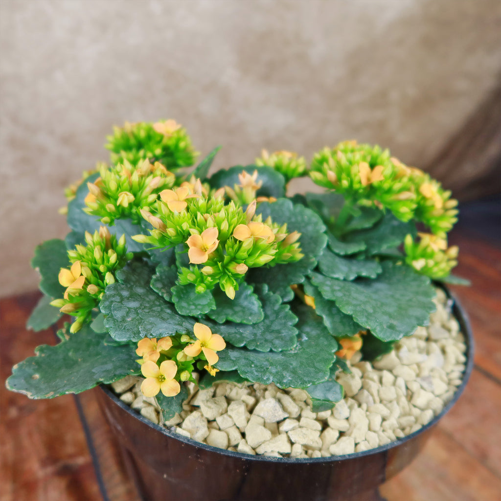 Flaming Katy Plant - Kalanchoe blossfeldiana