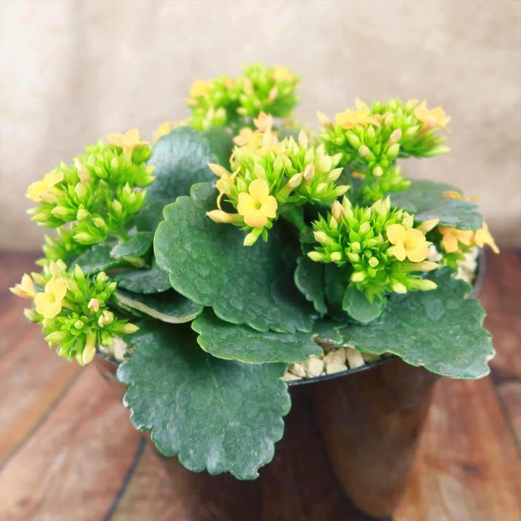 Flaming Katy Plant - Kalanchoe blossfeldiana