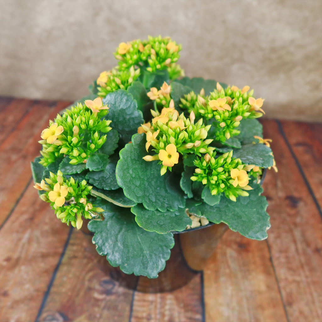 Flaming Katy Plant - Kalanchoe blossfeldiana