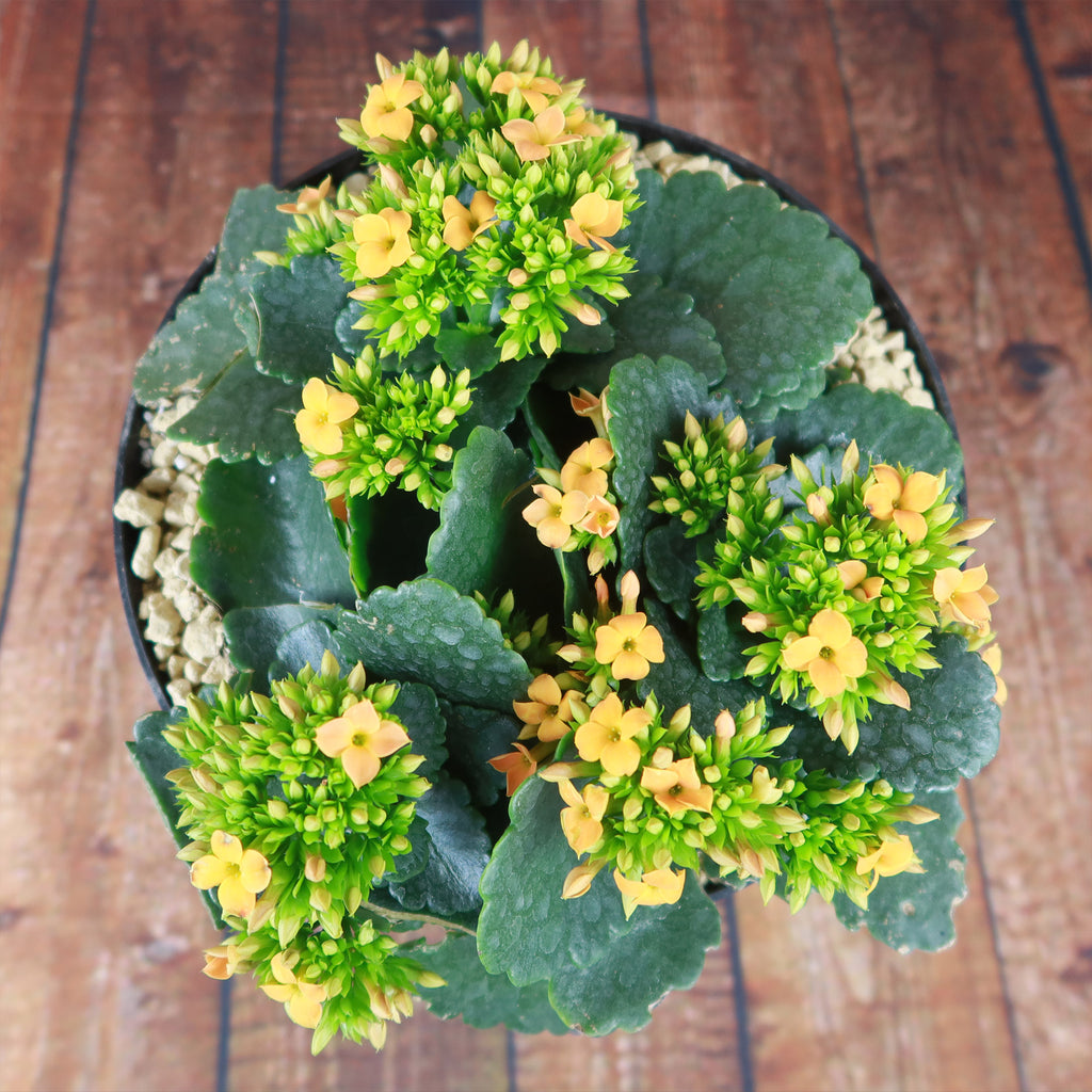 Flaming Katy Plant - Kalanchoe blossfeldiana