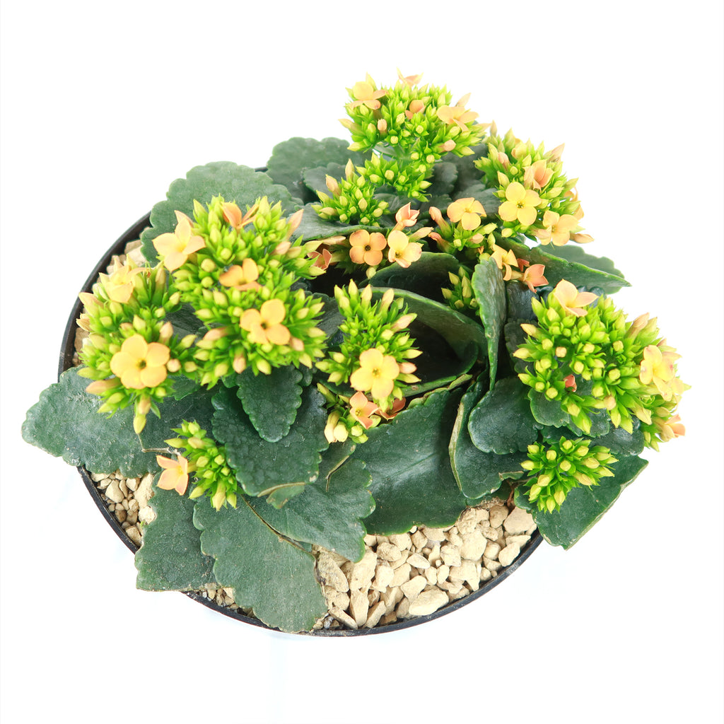 Flaming Katy Plant - Kalanchoe blossfeldiana