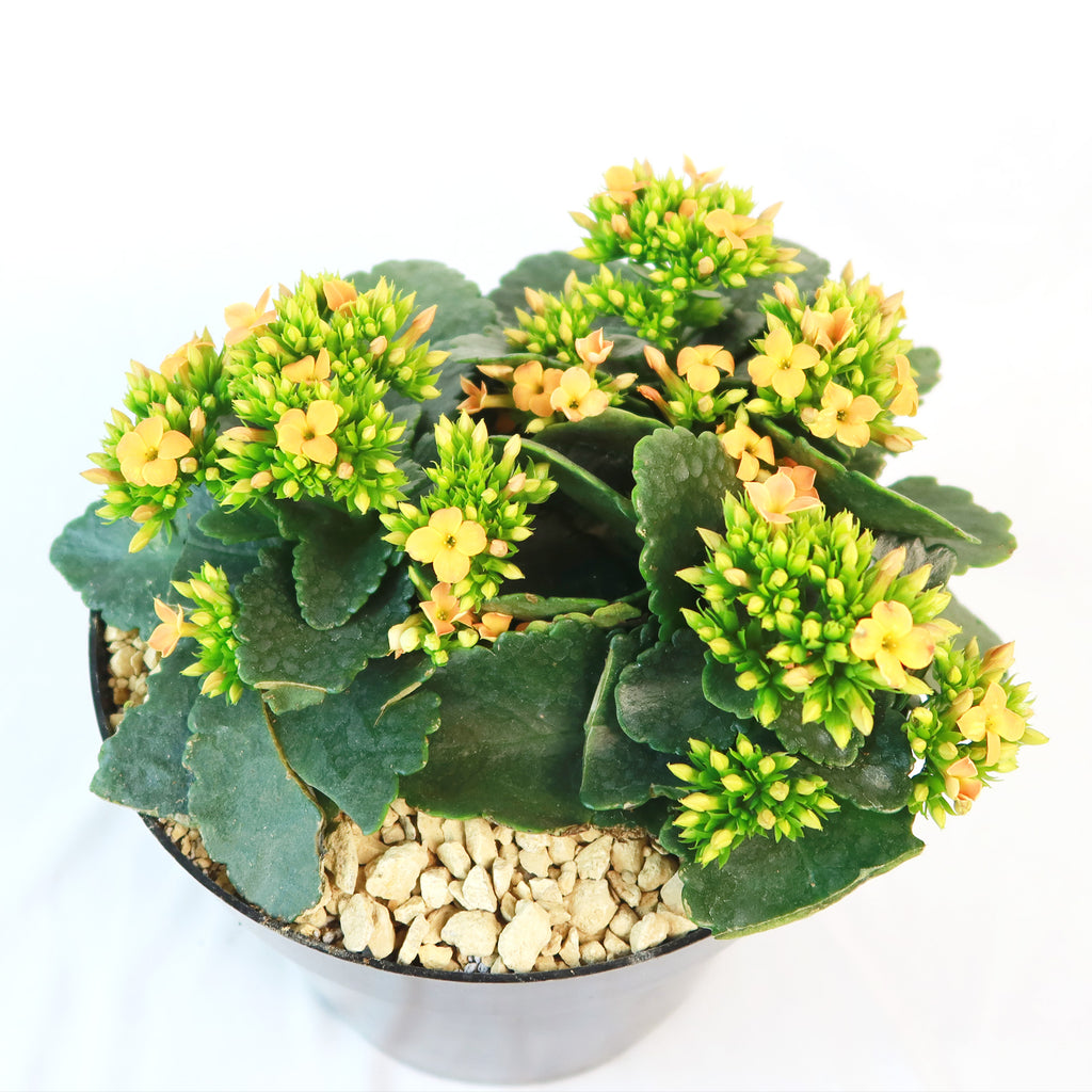 Flaming Katy Plant - Kalanchoe blossfeldiana