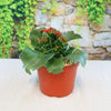 Flaming Katy (Kalanchoe blossfeldiana) in a brown pot with green leaves and red flowers on a white surface, blurred stone wall behind.