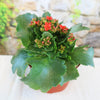 Flaming Katy Plant (Kalanchoe blossfeldiana) with thick green leaves and bright red flowers in a pot on a light surface by stone wall.