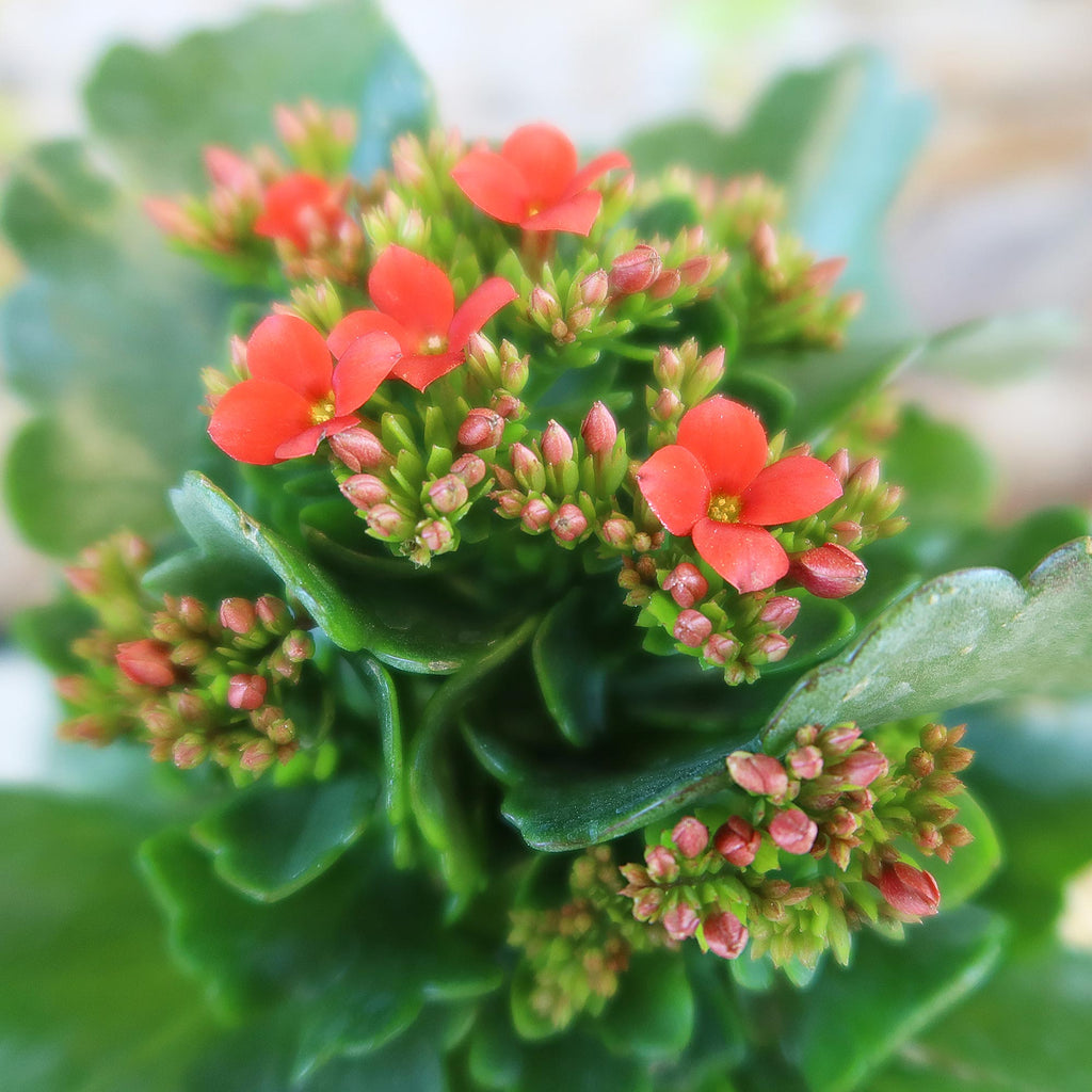 patrol_placeholder_a6ead9acc5af34cb22c78a05ed144ef7