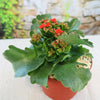 The Flaming Katy Plant (Kalanchoe blossfeldiana) with thick green leaves and red flower clusters potted on a light surface.