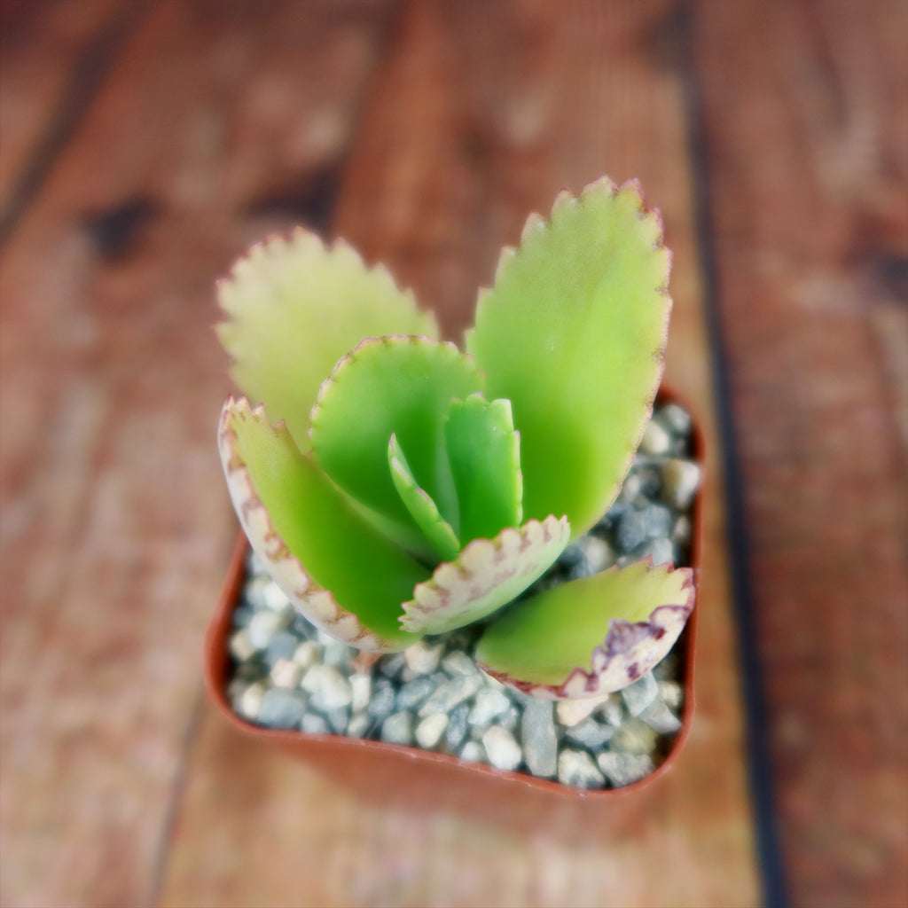 Mother of Thousands Plant ‘Kalanchoe daigremontiana’