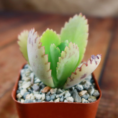 serrated leaf succulent Shop 'Kalanchoe daigremontiana – Mother of Thousands' Care & Info