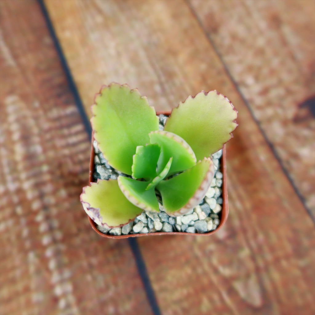 Mother of Thousands Plant ‘Kalanchoe daigremontiana’