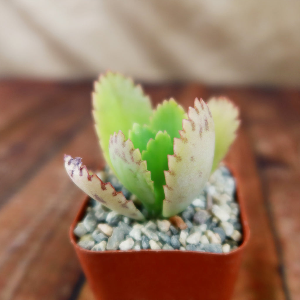 Mother of Thousands Plant ‘Kalanchoe daigremontiana’