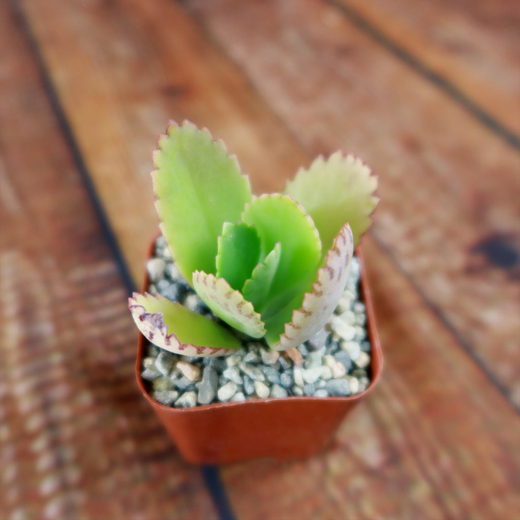 Mother of Thousands Plant ‘Kalanchoe daigremontiana’