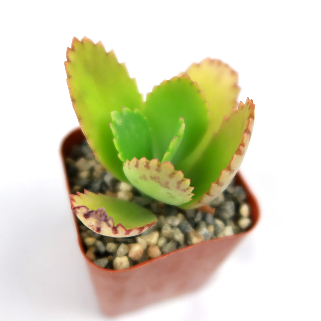 Mother of Thousands Plant ‘Kalanchoe daigremontiana’