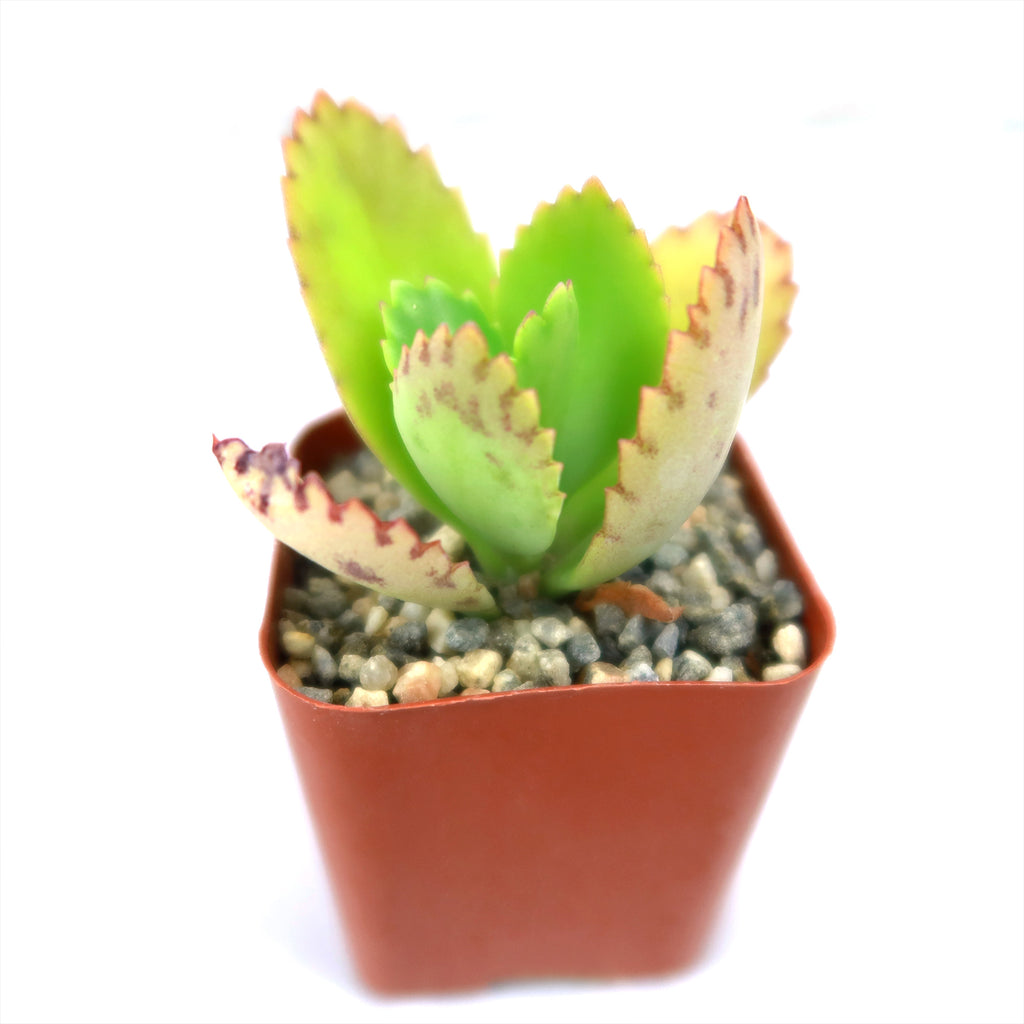 Mother of Thousands Plant ‘Kalanchoe daigremontiana’