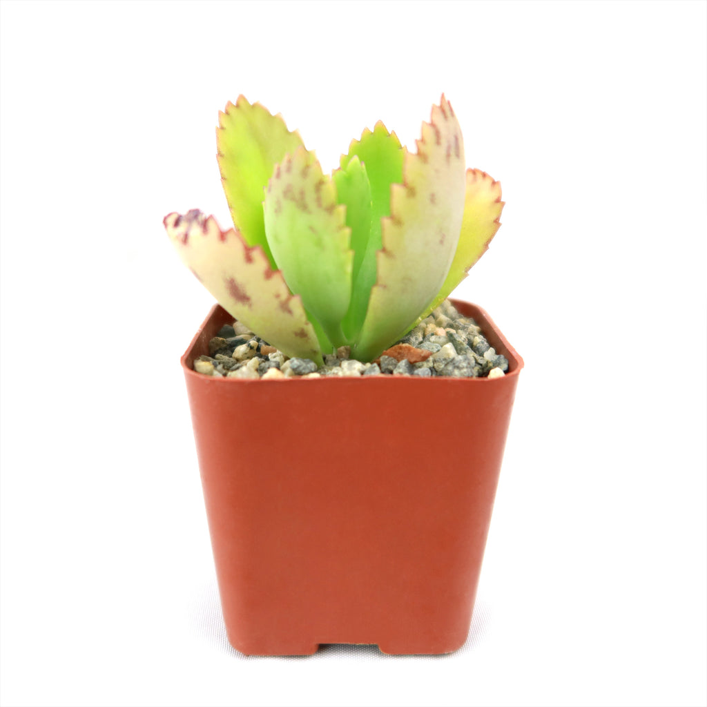 Mother of Thousands Plant ‘Kalanchoe daigremontiana’