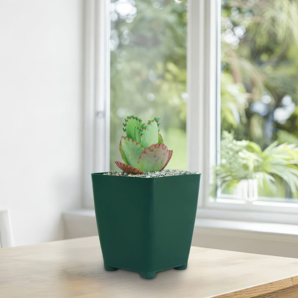 Mother of Thousands Plant ‘Kalanchoe daigremontiana’