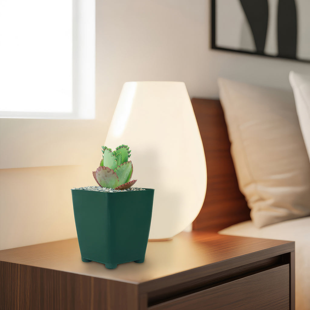 Mother of Thousands Plant ‘Kalanchoe daigremontiana’