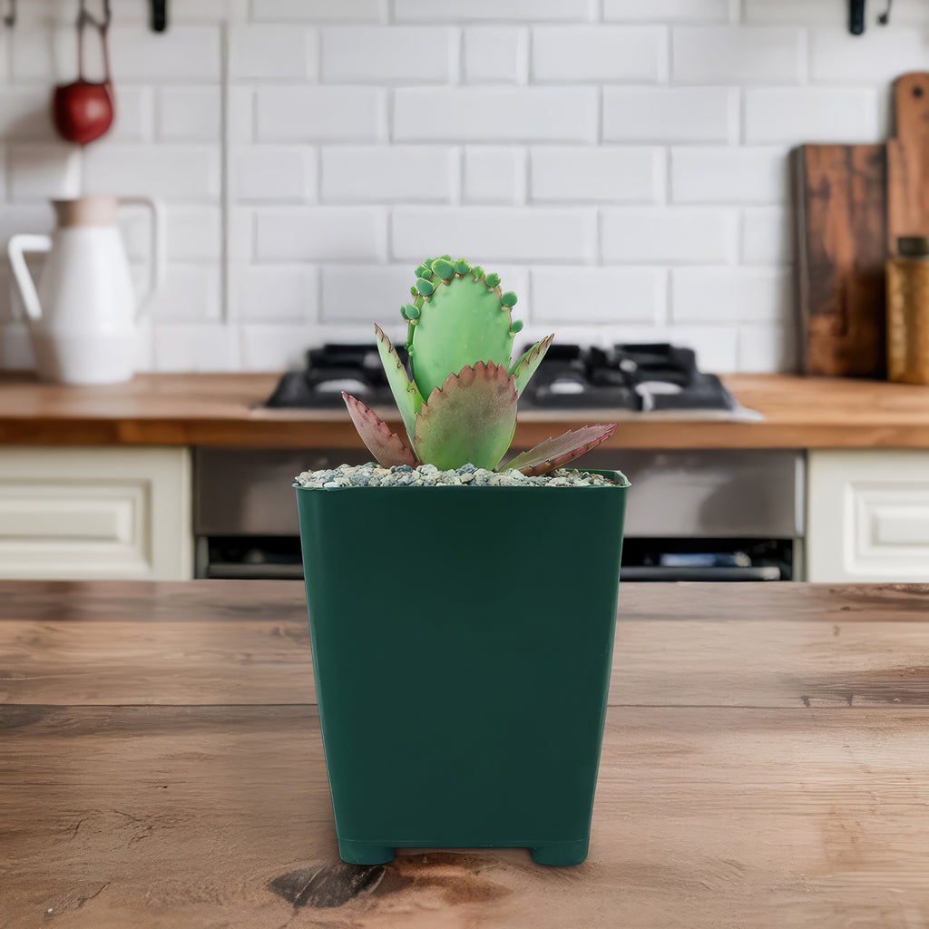 Mother of Thousands Plant ‘Kalanchoe daigremontiana’