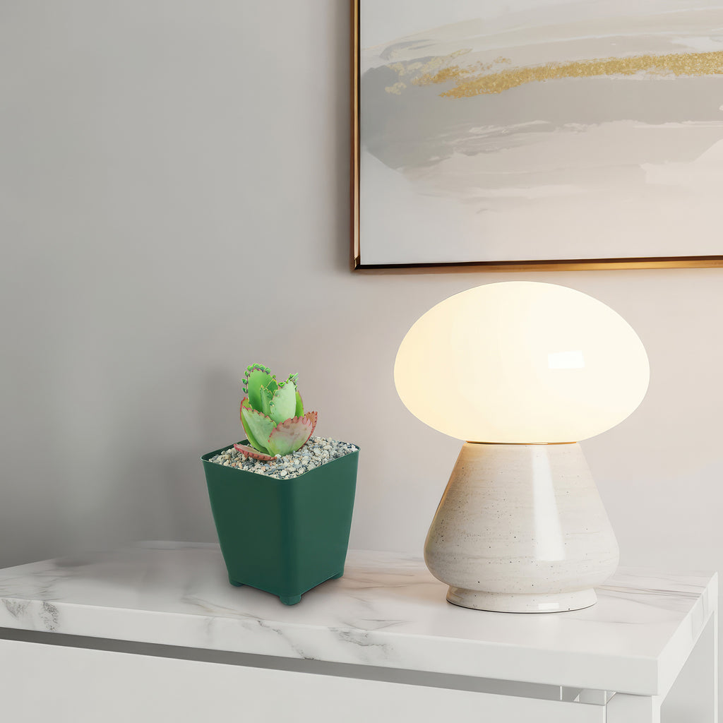 Mother of Thousands Plant ‘Kalanchoe daigremontiana’