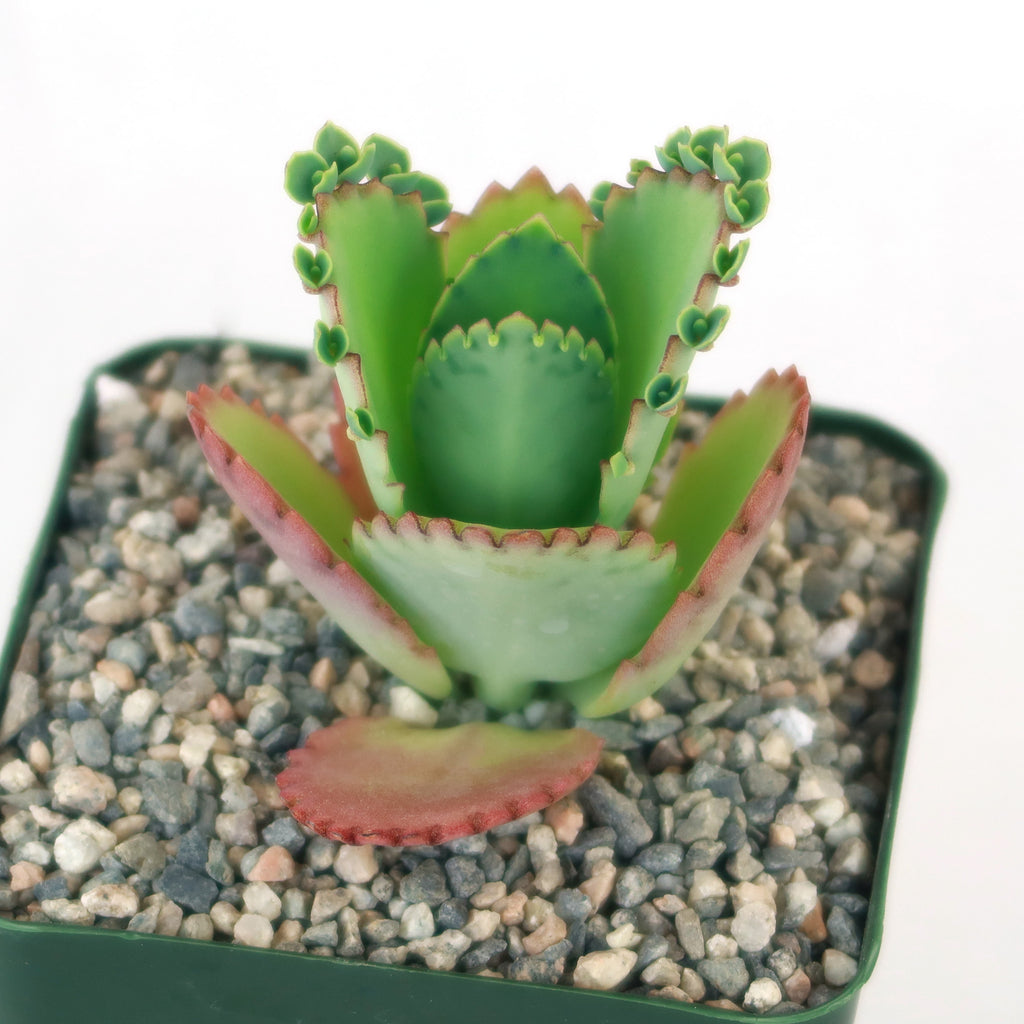 Mother of Thousands Plant ‘Kalanchoe daigremontiana’