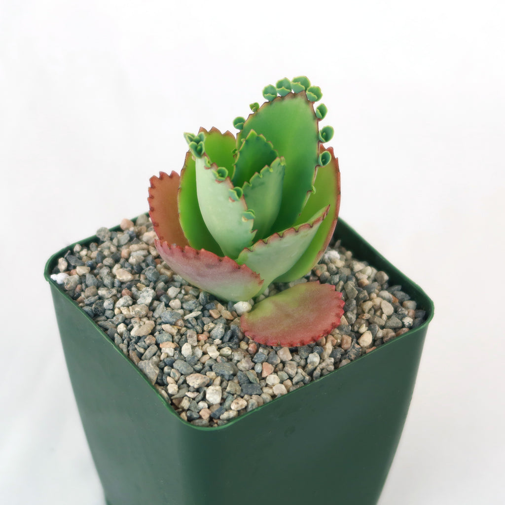 Mother of Thousands Plant ‘Kalanchoe daigremontiana’