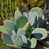 Mealy Kalanchoe - Kalanchoe farinacea