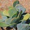 Mealy Kalanchoe - Kalanchoe farinacea