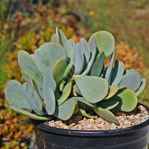 succulent healing plants Mealy 'Kalanchoe farinacea' Info