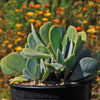 Mealy Kalanchoe - Kalanchoe farinacea