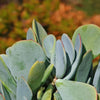 Mealy Kalanchoe - Kalanchoe farinacea