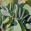 Mealy Kalanchoe - Kalanchoe farinacea