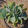 Mealy Kalanchoe - Kalanchoe farinacea