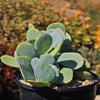 Mealy Kalanchoe - Kalanchoe farinacea