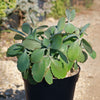 Variegated Lavender Scallops - Kalanchoe fedtschenkoi variegata