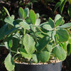 Variegated Lavender Scallops - Kalanchoe fedtschenkoi variegata