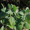 Variegated Lavender Scallops - Kalanchoe fedtschenkoi variegata