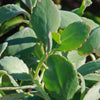 Variegated Lavender Scallops - Kalanchoe fedtschenkoi variegata