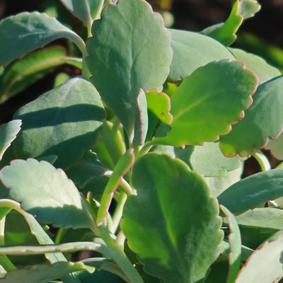 Kalanchoe fedtschenkoi variegata