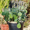 Variegated Lavender Scallops - Kalanchoe fedtschenkoi variegata