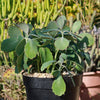 Variegated Lavender Scallops - Kalanchoe fedtschenkoi variegata