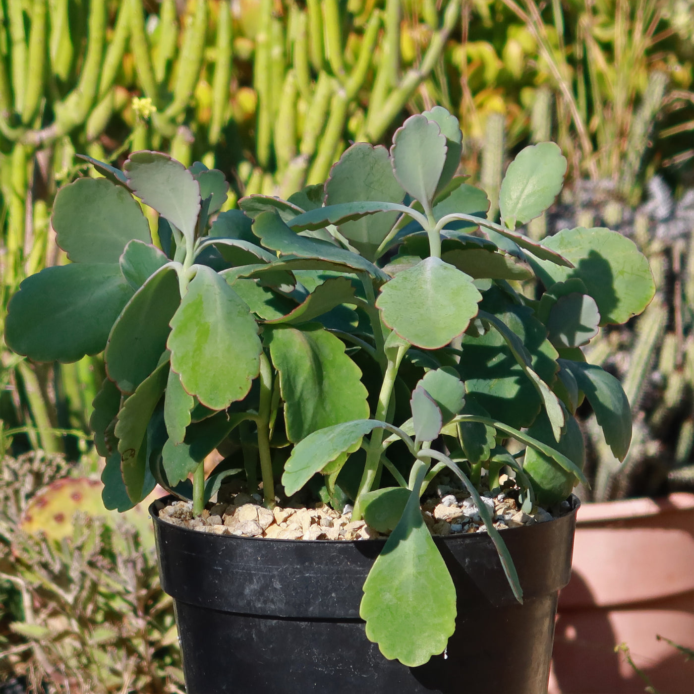 lavender scallop plant Shop 'Kalanchoe fedtschenkoi variegata' Care and Growing Guide