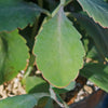 Variegated Lavender Scallops - Kalanchoe fedtschenkoi variegata