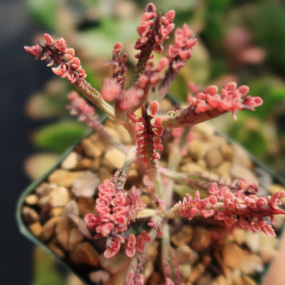 Pink Mother of Thousands Plant - Kalanchoe ‘Pink Butterflies’