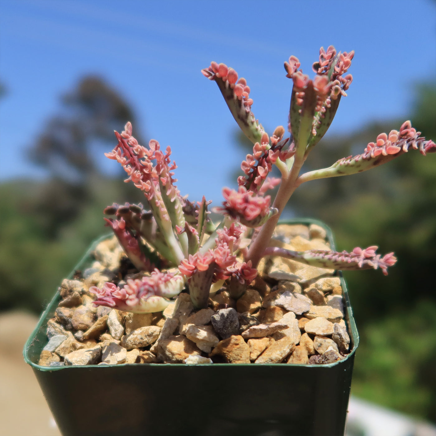 kalanchoe pink butterflies succulent Shop 'Kalanchoe Pink Butterflies – Pink Mother of Thousands Plant' Care and Info