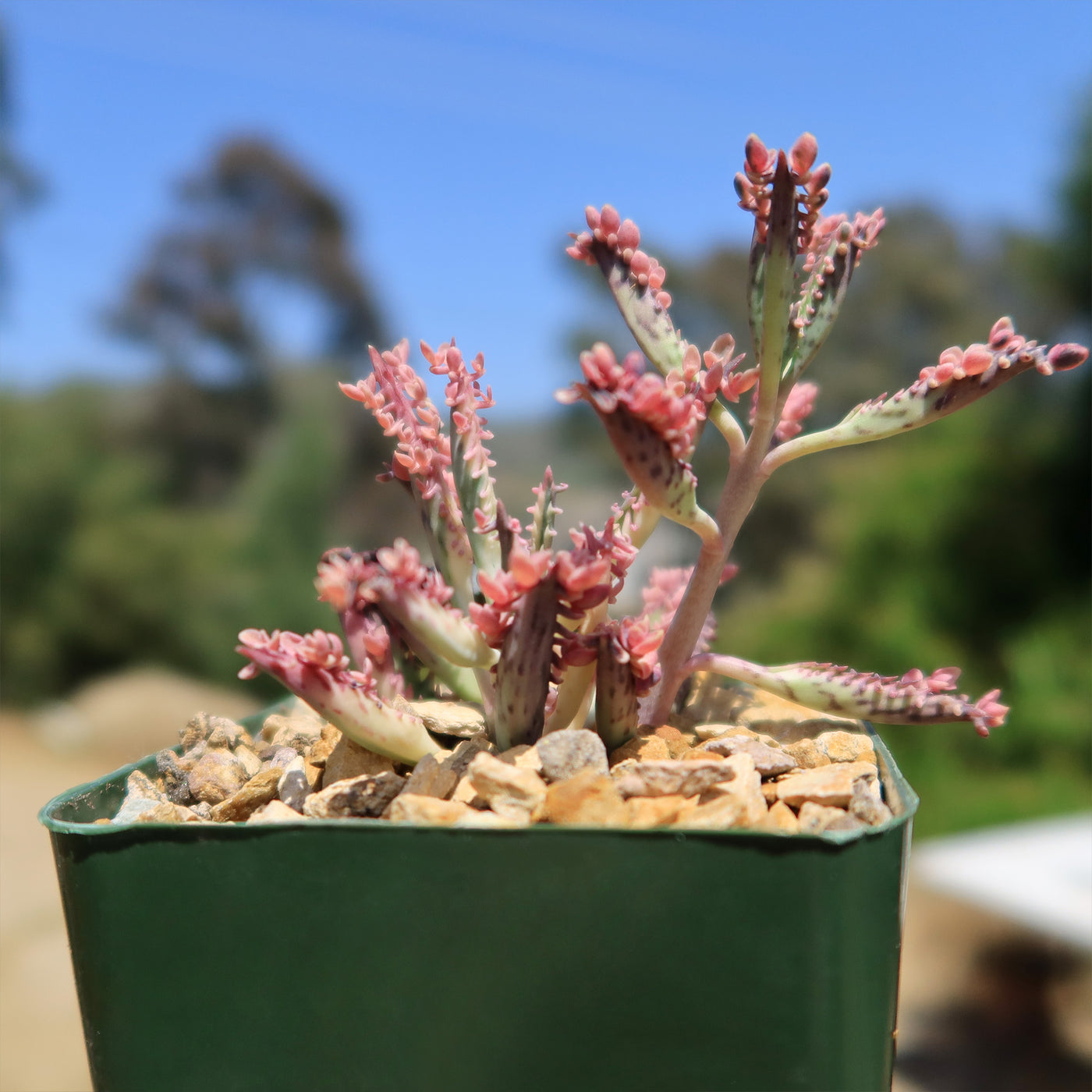 kalanchoe succulent with pink flowers Pink Mother of Thousands Plant