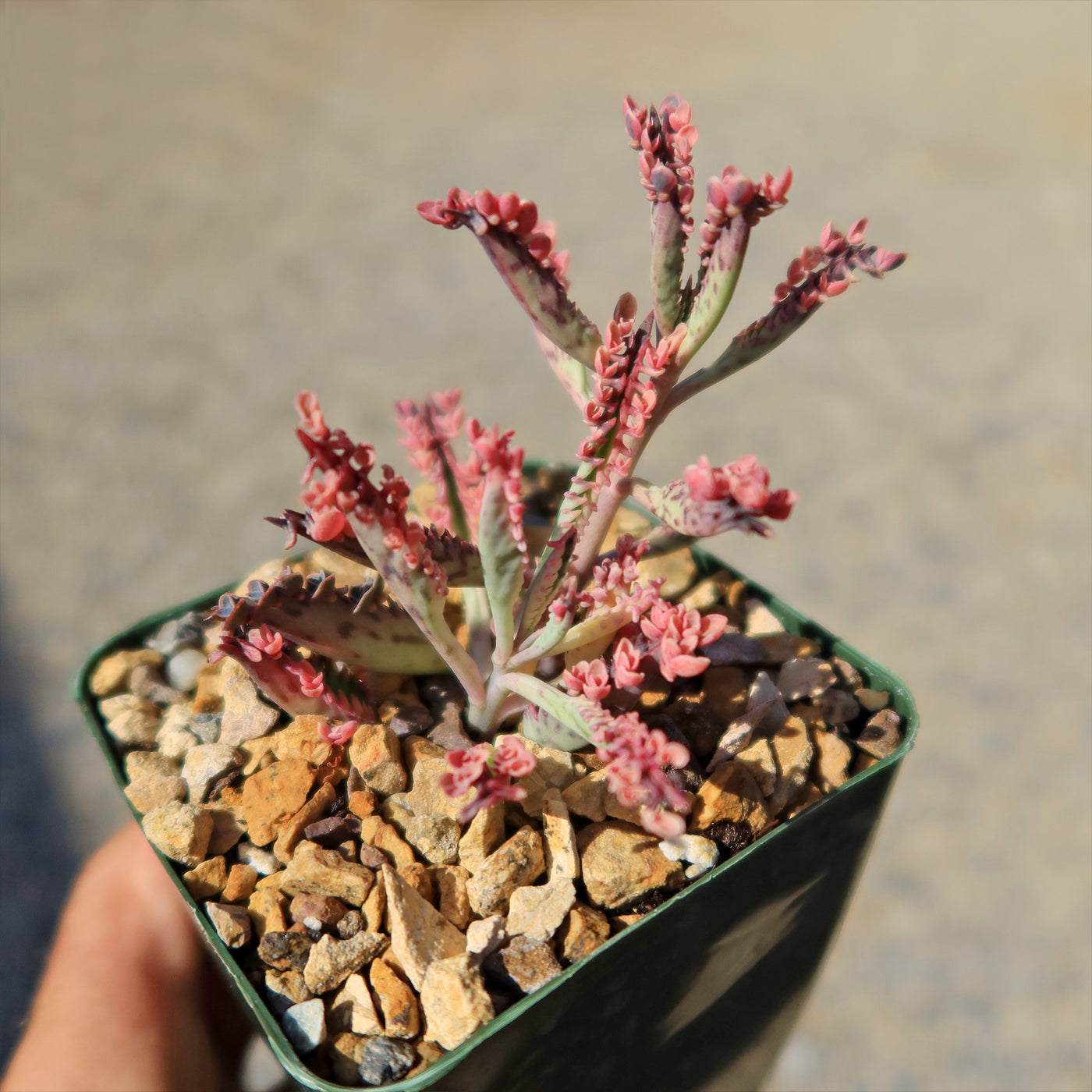 pink butterfly succulent care Pink Mother of Thousands Plant