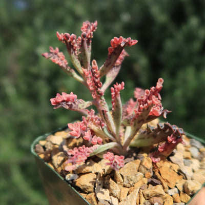 Pink Mother of Thousands Plant - Kalanchoe ‘Pink Butterflies’