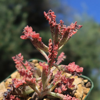 Pink Mother of Thousands Plant - Kalanchoe ‘Pink Butterflies’