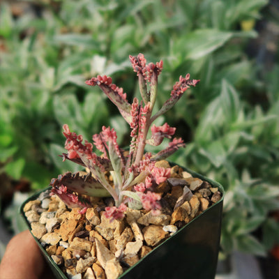 Pink Mother of Thousands Plant - Kalanchoe ‘Pink Butterflies’