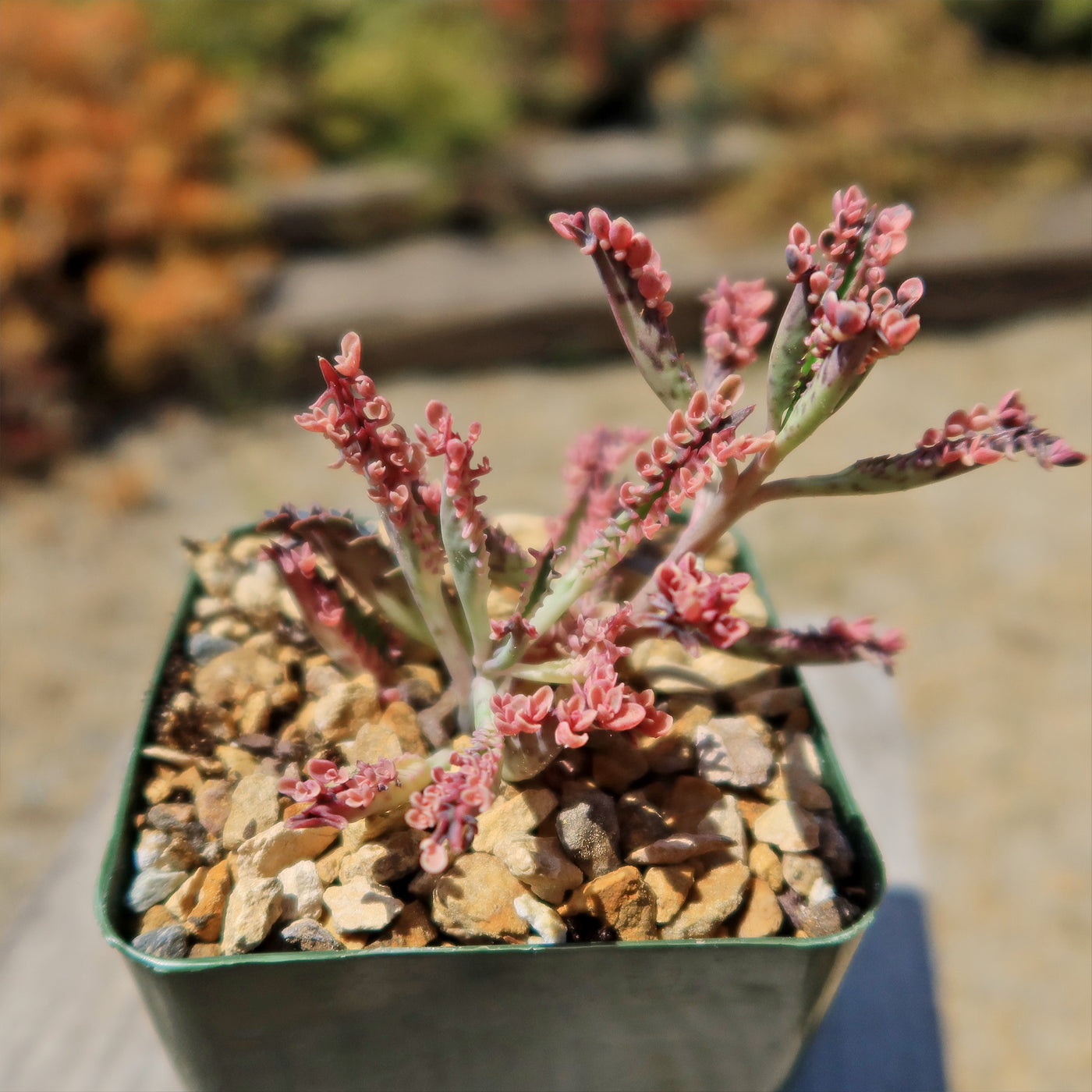 Pink Mother of Thousands Plant - Kalanchoe ‘Pink Butterflies’