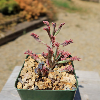 Pink Mother of Thousands Plant - Kalanchoe ‘Pink Butterflies’